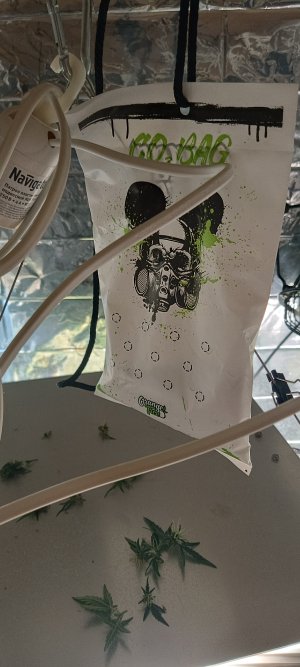 IMG_20241221_100449.jpg IMG_20241221_100449.jpg