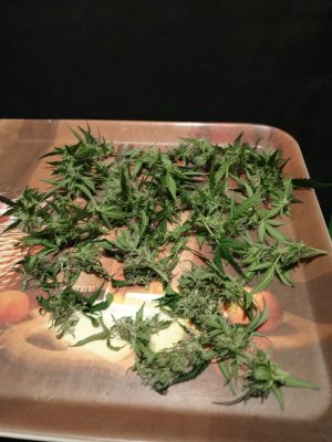 IMG_20241221_101527_729@1084684453.jpg IMG_20241221_101527_729@1084684453.jpg