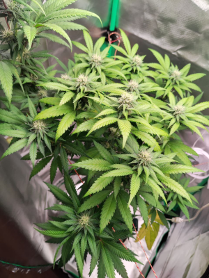 1735242041778.png 1735242041778.png