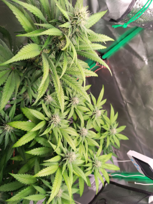 1735242059314.png 1735242059314.png