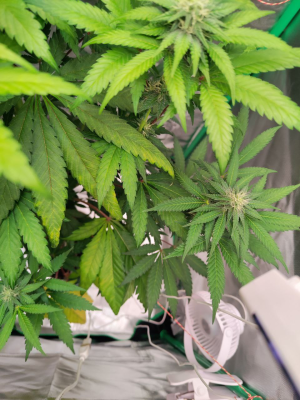 1735242071487.png 1735242071487.png