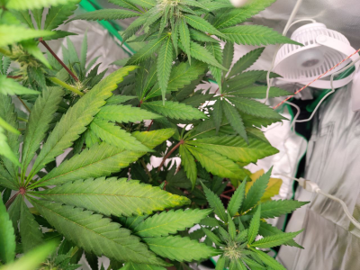 1735242084213.png 1735242084213.png