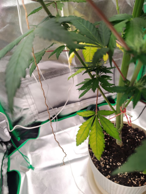 1735242108750.png 1735242108750.png