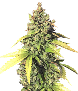 1735242422639.png 1735242422639.png