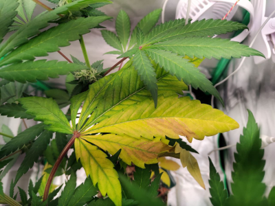 1735817969490.png 1735817969490.png