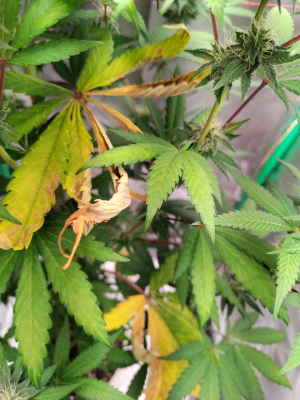 1735818056129.png 1735818056129.png