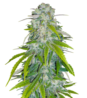 1736355103475.png 1736355103475.png