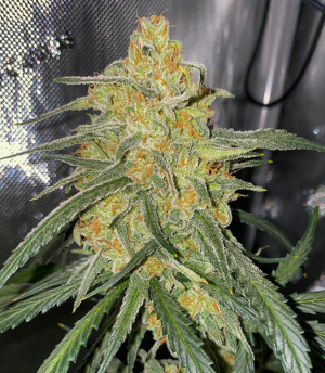 1736355157887.png 1736355157887.png