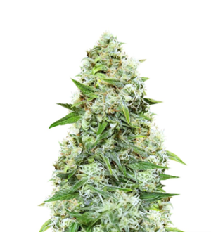 1736436200427.png 1736436200427.png