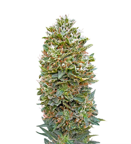 1736436205040.png 1736436205040.png