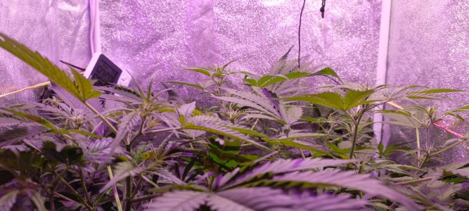 Изображение WhatsApp 2025-01-14 в 19.46.22_6174ce00.jpg