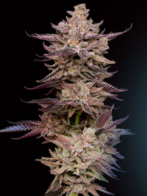 1736877302514.png 1736877302514.png