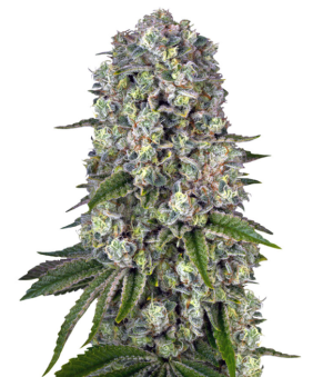 1737560077152.png 1737560077152.png