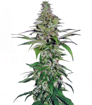 1738084904787.png 1738084904787.png