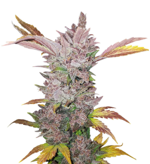 1738164855746.png 1738164855746.png