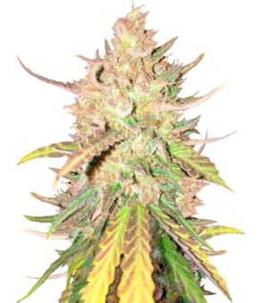 1738343291726.png 1738343291726.png