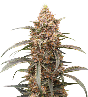 1738344191468.png 1738344191468.png