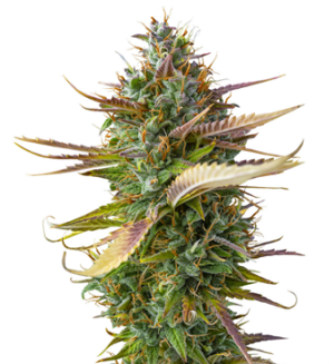 1738344207591.png 1738344207591.png