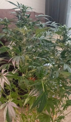 Изображение WhatsApp 2025-02-03 в 14.33.19_3cffecaf.jpg