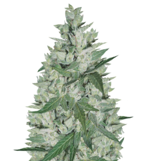 1738588400044.png 1738588400044.png