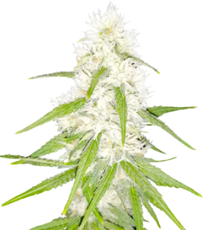 1738687101598.png 1738687101598.png