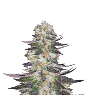 1738866358355.png 1738866358355.png