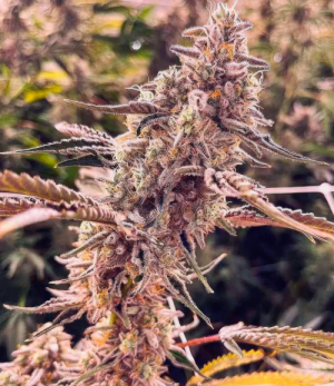 1738953504986.png 1738953504986.png