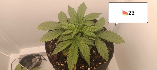 IMG_20250208_140337.jpg IMG_20250208_140337.jpg