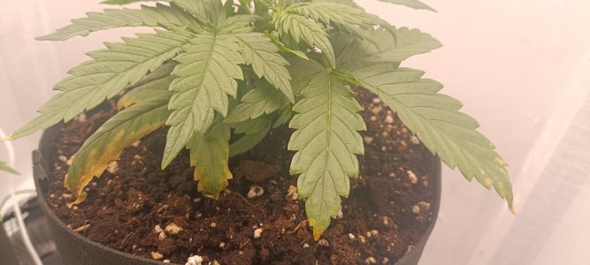 IMG_20250208_135907.jpg IMG_20250208_135907.jpg