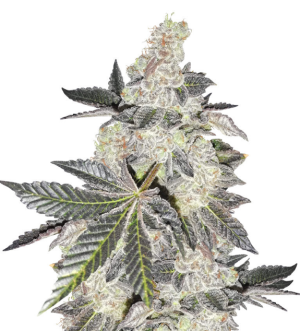 1739618710966.png 1739618710966.png