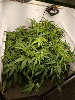 1000052411.jpg 1000052411.jpg