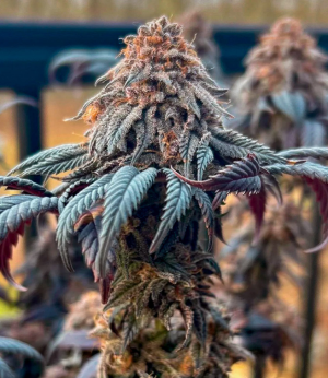 1740503625110.png 1740503625110.png