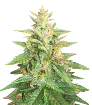 1740503792187.png 1740503792187.png