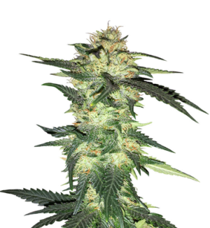 1740649695347.png 1740649695347.png