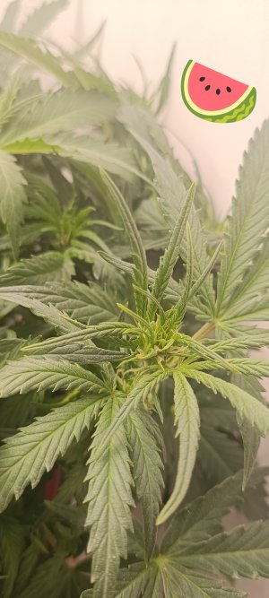 IMG_20250228_213058 (1).jpg