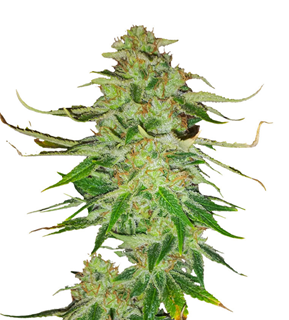 1740817577835.png 1740817577835.png