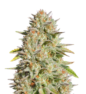 1741004392497.png 1741004392497.png