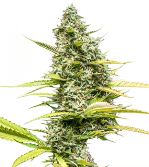 1741004400245.png 1741004400245.png