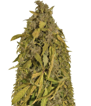 1741178007590.png 1741178007590.png