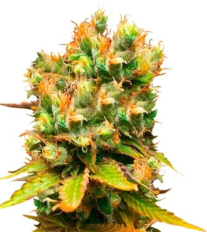 1741294647968.png 1741294647968.png