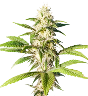 1741845002828.png 1741845002828.png