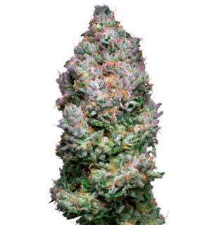 1742025603806.png 1742025603806.png