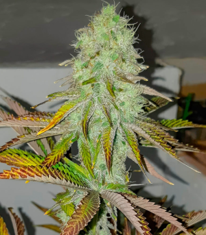 1742038718444.png 1742038718444.png