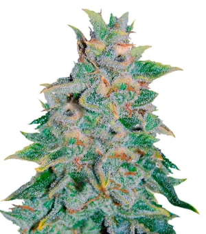 1742145610028.png 1742145610028.png