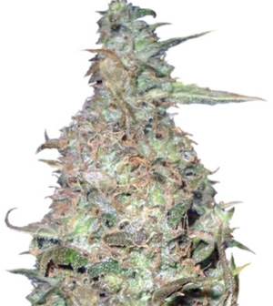 1742210827548.png 1742210827548.png