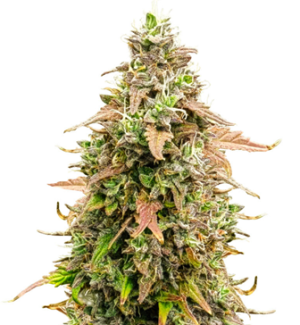 1742210834094.png 1742210834094.png