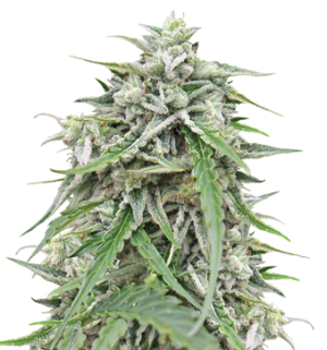 1742470932163.png 1742470932163.png