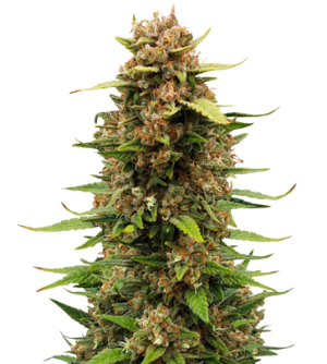 1743333153968.png 1743333153968.png