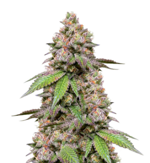 1743333158354.png 1743333158354.png