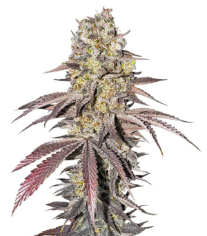 1743500115530.png 1743500115530.png